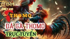 Đá gà Thomo là gì?